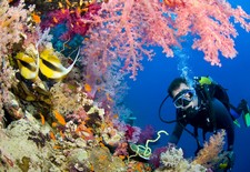 butterfly fish and scuba diver